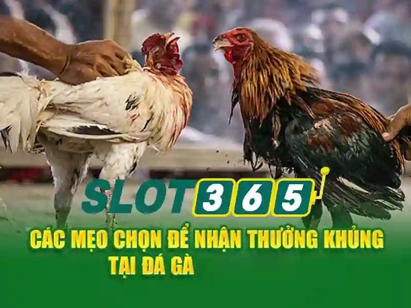 Đánh giá tổng quan về slot365