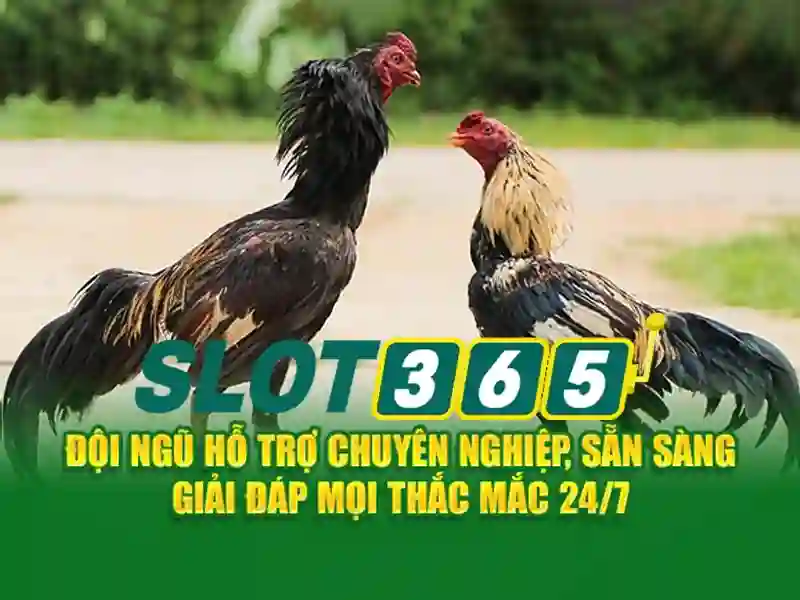 'Tại sao Slot365 là sự lựa chọn đáng tin cậy cho người mê slots'