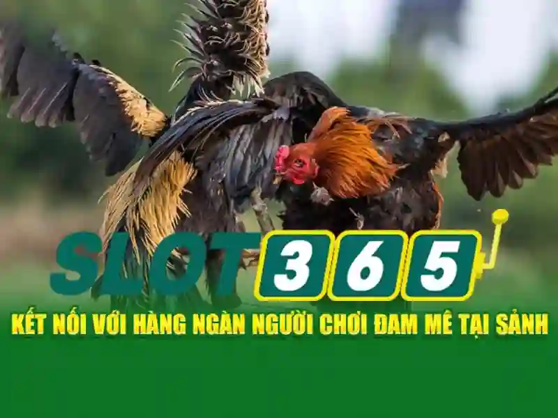 Trải nghiệm người chơi tối ưu