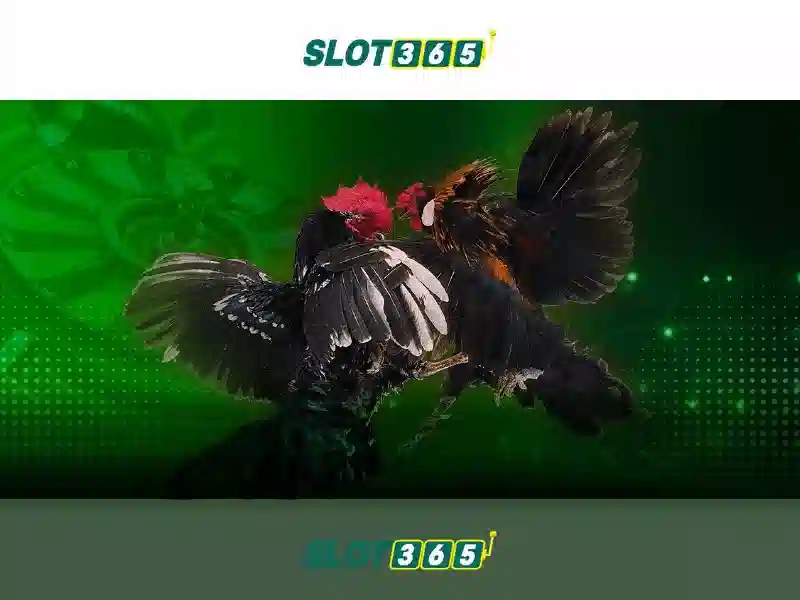 Slot365 là gì? Slot365 là gì?